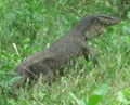 Monitor Lizard on Hong Island