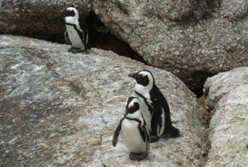 Penguins at Boulders Beach near Cape Town